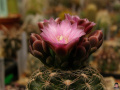 Gymnocalycium-bruchii 5.jpg