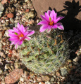 Mammillaria boolii 0.jpg