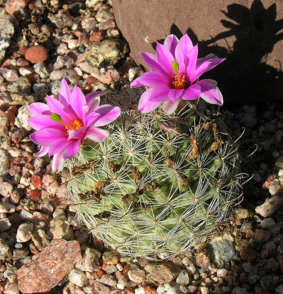 Файл:Mammillaria boolii 0.jpg