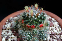 Mammillaria oteroi 158.jpg