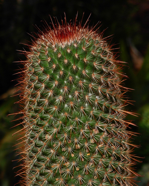 Файл:Mammillaria rekoi ssp. rekoi 3b.jpg