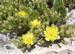 Opuntia compressa.jpg