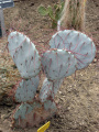 Opuntia phaeacantha 7.jpg
