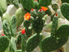 Opuntia quitensis 51.JPG