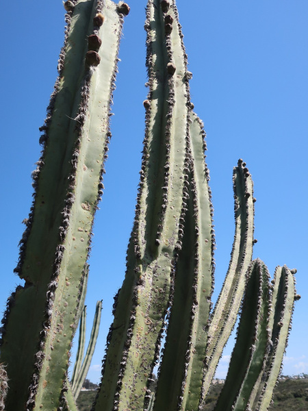 Файл:Pilosocereus floccosus ssp. quadricostatus 719v.jpg