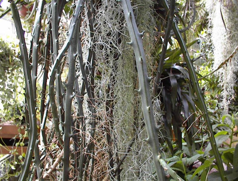 Файл:Selenicereus hamatus1UME.jpg