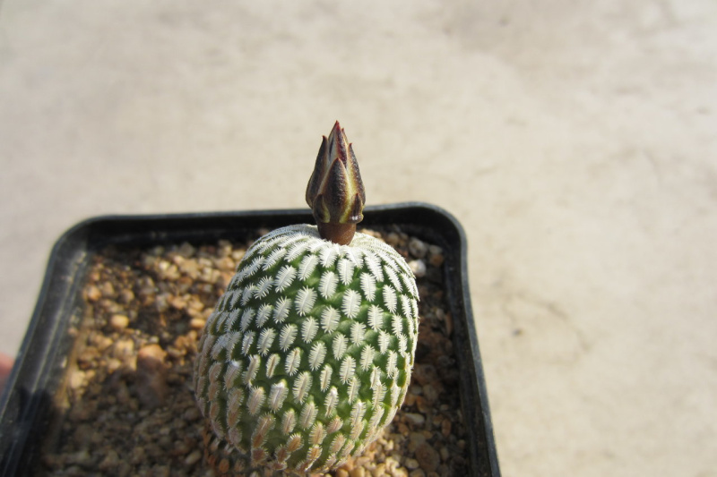 Файл:Turbinicarpus pseudopectinatus var. pseudopectinatus.jpg