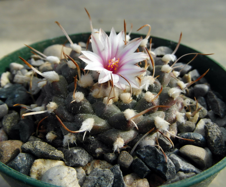 Файл:Turbinicarpus schmiedickeanusssp.bonatzii2.jpg