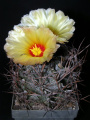Astrophytum capricorne var. minor