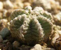 Aztekium hintoni 1.jpg