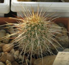 Echinocereus apachensis.jpg