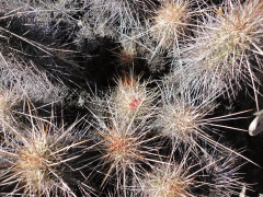 Echinocereus barthelowianus 1h.jpg