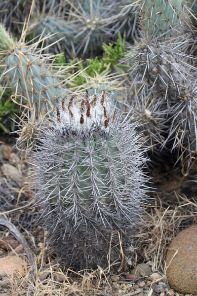 Файл:Eriosyce simulans.jpg