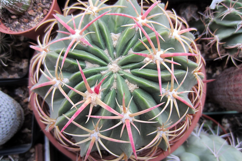 Файл:Ferocactus macrodiscus ssp. macrodicus 3.jpg