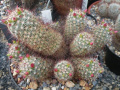 Mammillaria fittkaui ssp. limonensis REP 1620