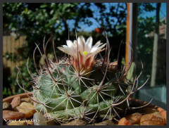 Mammillaria johnstonii 2011.jpg