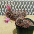 Mammillaria mazatlanensis