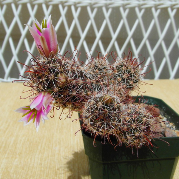 Файл:Mammillaria mazatlanensis 5.jpg