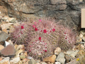 Mammillaria sonorensis 5.jpg