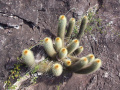 Micranthocereus auriazureus