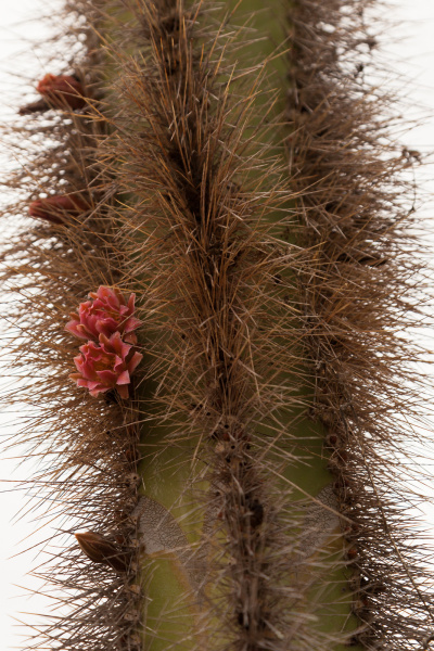 Файл:Pachycereus schottii 1h.jpg