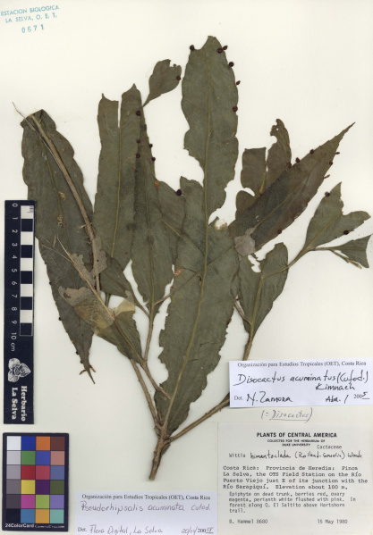 Файл:Pseudorhipsalis acuminata 0671.jpg