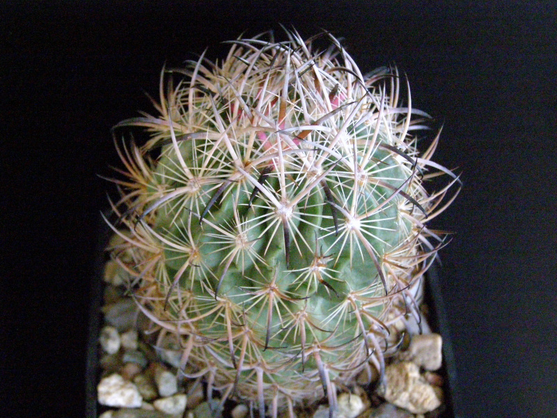 Файл:Sclerocactus unguispinus var. laui.JPG