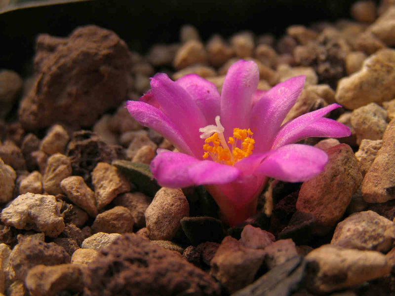 Файл:Ariocarpus kotschoubeyanus 3.jpg