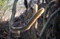 Cleistocactus chrysocephalus 3.jpg