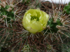 Corynopuntia grahamii SB1419.jpg