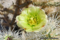 Cylindropuntia ganderi 1192.jpeg