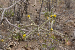 Cylindropuntia thurberi 2573.jpeg