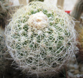 Discocactus zehntneri ssp. boomianus