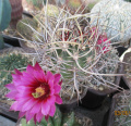 Echinocereus ferreirianus ssp. lindsayi 6.jpg