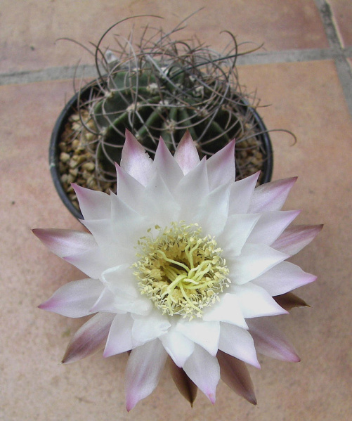 Файл:Echinopsis leucantha 01.jpg