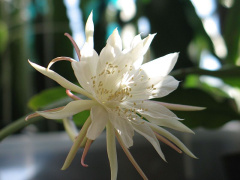 Epiphyllum pumilum - wikipedia.jpg