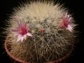 Mammillaria manana 3.jpg