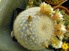 Mammilloydia candida 1.jpg