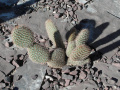 Opuntia pycnantha 2.jpg