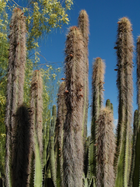Файл:Pachycereus schottii 6.JPG