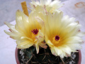 Parodia mammulosa