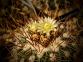 Stenocactus vaupelianus js.jpg