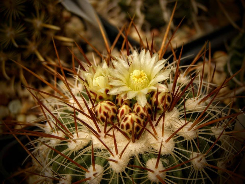 Файл:Stenocactus vaupelianus js.jpg