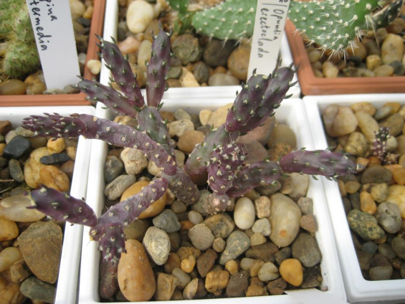 Файл:Tephrocactus nigrispinus.jpg