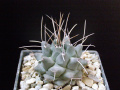 Thelocactus multicephalus.JPG