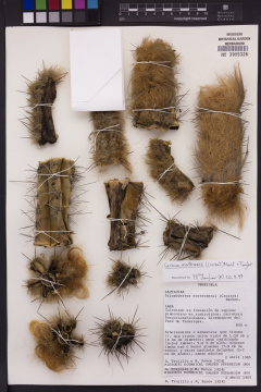 Cereus mortensenii 45.jpeg