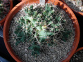 Coryphantha macromeris ssp. runyonii 03.JPG