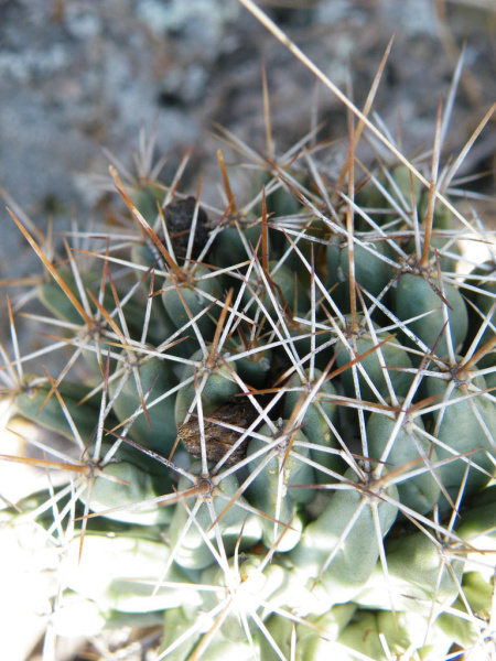 Файл:Coryphantha octacantha 0.jpg