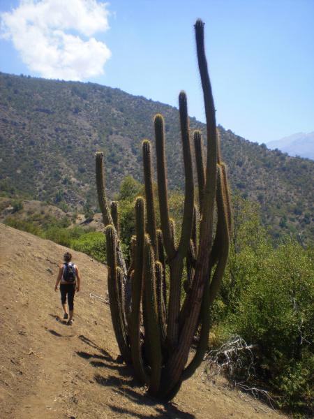 Файл:Echinopsis chiloensis 03.jpg