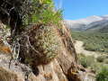 Echinopsis formosa ssp. kieslingii 2.JPG